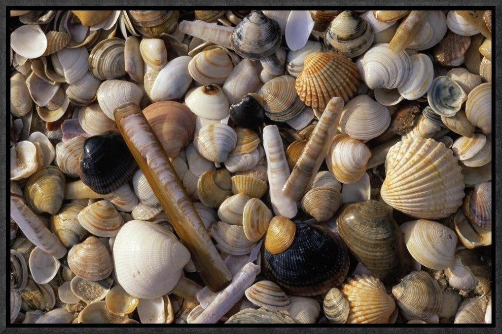 "Selection of bivalve shells" Framed Canvas Giclee by Jan Vermeer, 19x13"