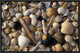 "Selection of bivalve shells" Framed Canvas Giclee by Jan Vermeer, 19x13"
