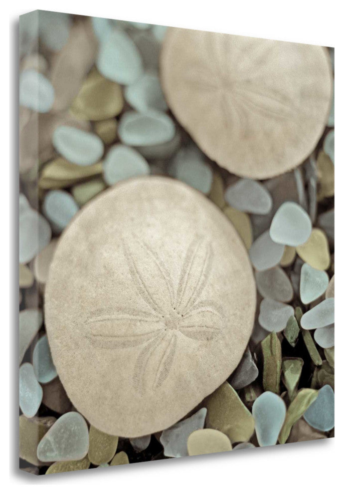 20" Sand Dollar and Seaglass Giclee Wrap Canvas Wall Art