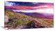 "Rhododendron Flowers in Hills" Landscape Photo Wall Art, 32"x16"