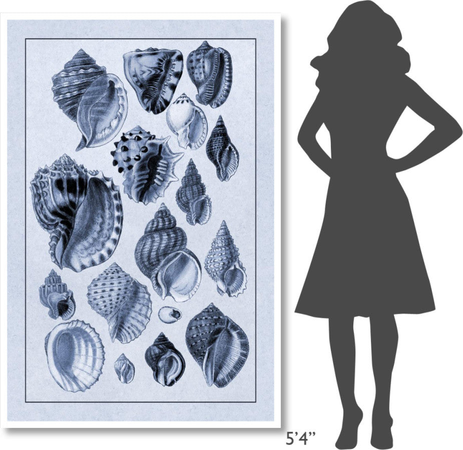 "Shells: Purpurifera (Blue)" Digital Paper Print by G.B. Sowerby, 42"x62"
