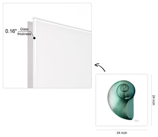 "Shimmering Snail Ii" Wall Art on Frameless Free Floating Tempered Glass Panel