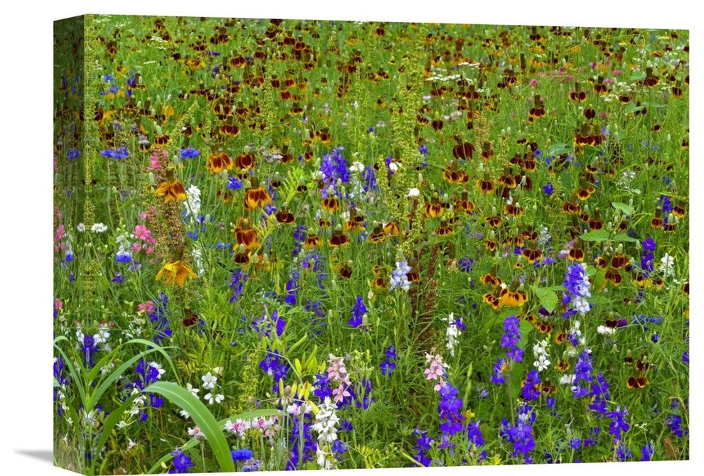"Delphinium And Mexican Hat Flowers In Meadow, North America" Artwork, 16" x 12"
