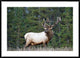 "Elk or Wapiti male portrait, North America"  by Tim Fitzharris, 44x32"