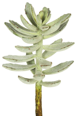 Close-up of plant stem on solid white background; cropped/zoomed view without text