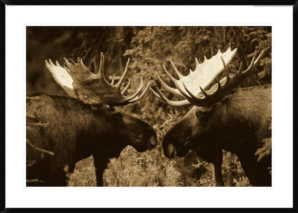 Alaska Moose Males Confronting Each Other In The Fall, Alaska, Sepia, 42"x30"
