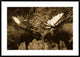 Alaska Moose Males Confronting Each Other In The Fall, Alaska, Sepia, 42"x30"