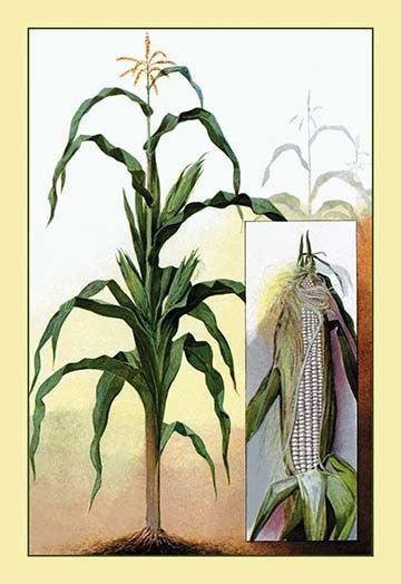 Sweet Corn- Gallery Wrapped Canvas Art 28" x 42"