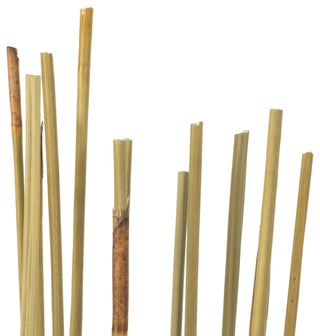 All Natural Elephant Reed, Dried , Natural, 40-42?