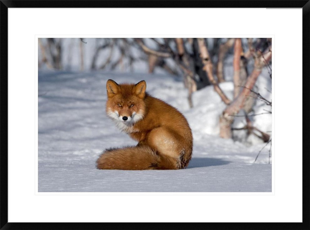 "Red Fox sitting on snow, Kamchatka, Russia"  by Sergey Gorshkov, 32x24"