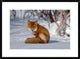 "Red Fox sitting on snow, Kamchatka, Russia"  by Sergey Gorshkov, 32x24"