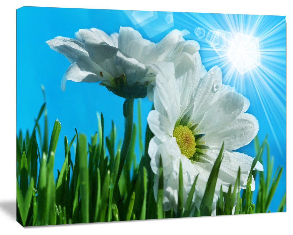 Beautiful Chamomiles in Bright Sunlight, Floral Canvas Art Print, 40"x30"
