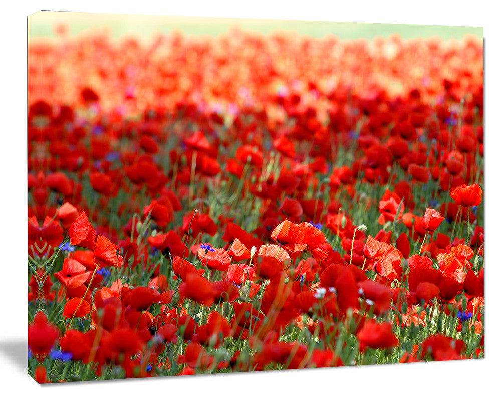 Thick Red Poppy Flower Field, Floral Canvas Art Print, 20"x12"