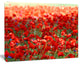 Thick Red Poppy Flower Field, Floral Canvas Art Print, 20"x12"