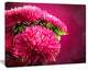 Pink Flowers of Asters on Red, Flowers Canvas Wall Artwork, 40"x30"