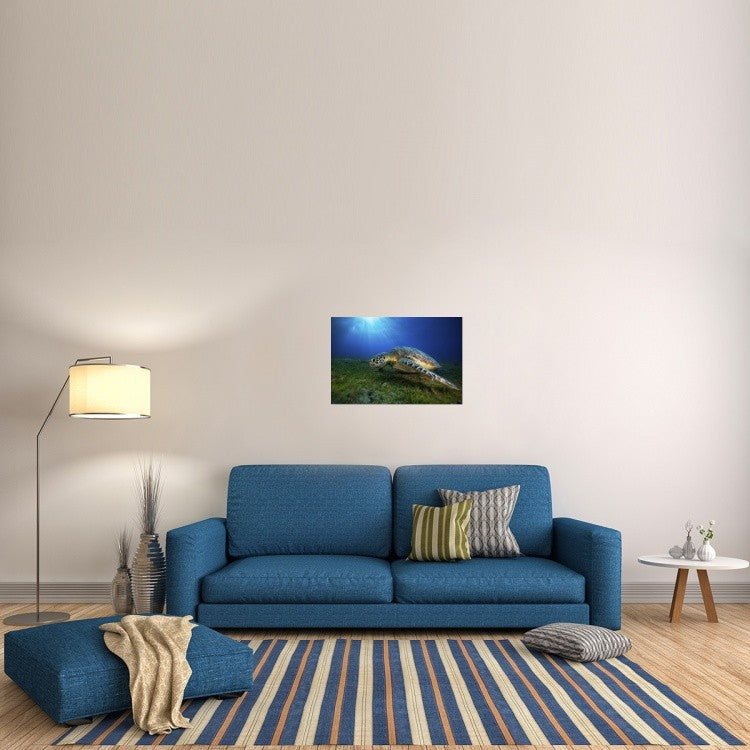 "Green Turtle" Stretched Canvas Giclee by Barathieu Gabriel, 30"x20"