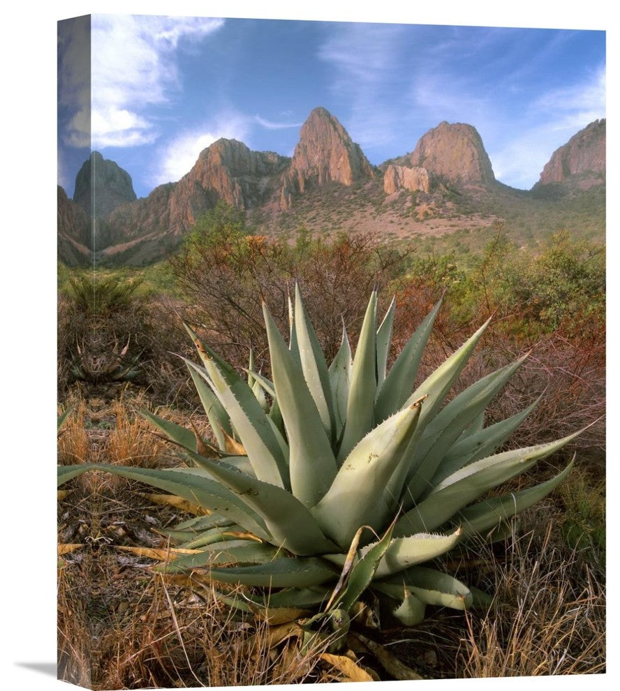 "Chisos Agave And The Chisos Mountains, Big Bend National Park, Texas" Artwork