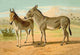 Abyssinian Male and Indian Onager Female - Gallery Wrapped Canvas Art 28" x 42"
