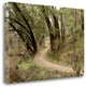 "Oak Tree - 51" By Alan Blaustein, Giclee Print on Gallery Wrap Canvas