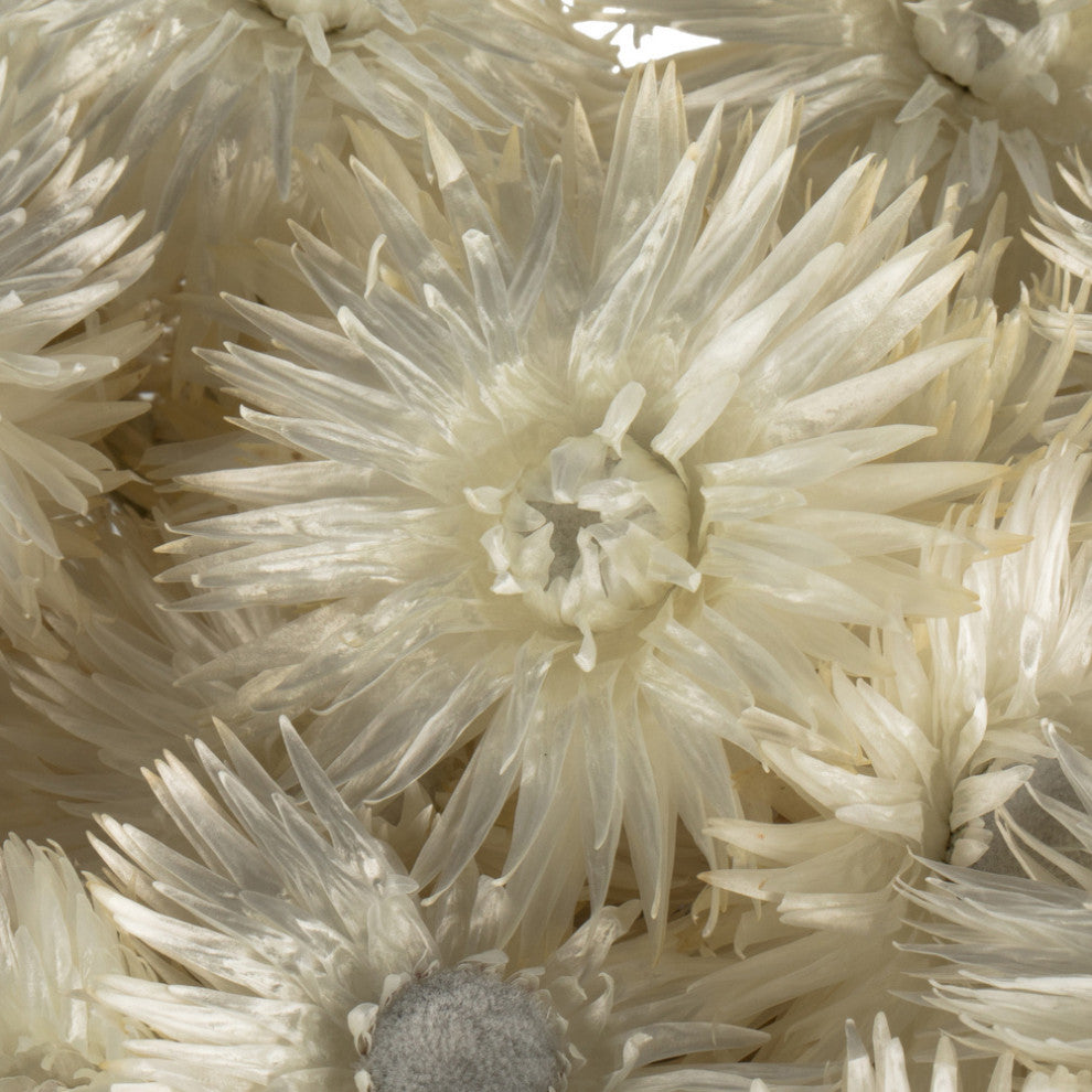 Vickerman Natural Everlasting Flowers, Dried, Natural White, 13-14"