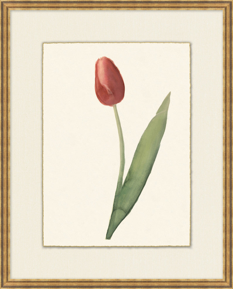 Spring Tulip 3, Giclee Reproduction Artwork