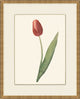 Spring Tulip 3, Giclee Reproduction Artwork