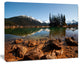 Beautiful Clear Lake with Pine Trees, Landscape Canvas Art Print, 20"x12"