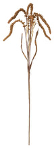 Amaranthus Stem, Set of 12