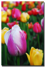 'In Amongst the Tulips' Canvas Art by Kurt Shaffer