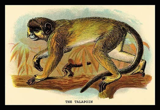 The Talapoin - Gallery Wrapped Canvas Art 28" x 42"