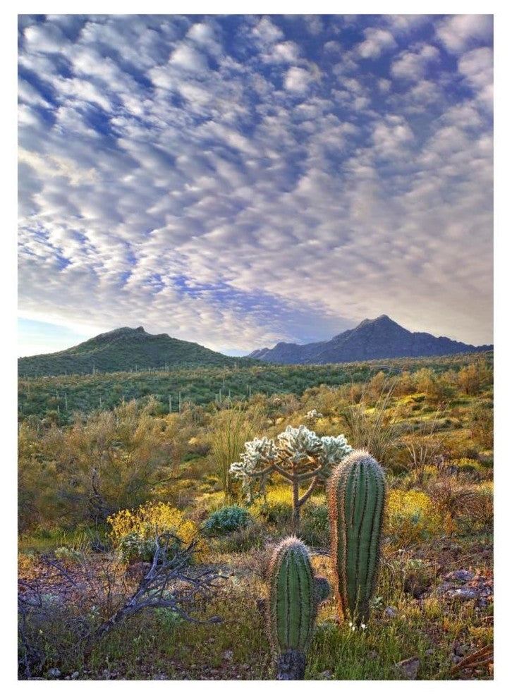 "Saguaro/Teddybear Cholla, Lupine/California Brittlebush" Paper Art, 33.24"x46"