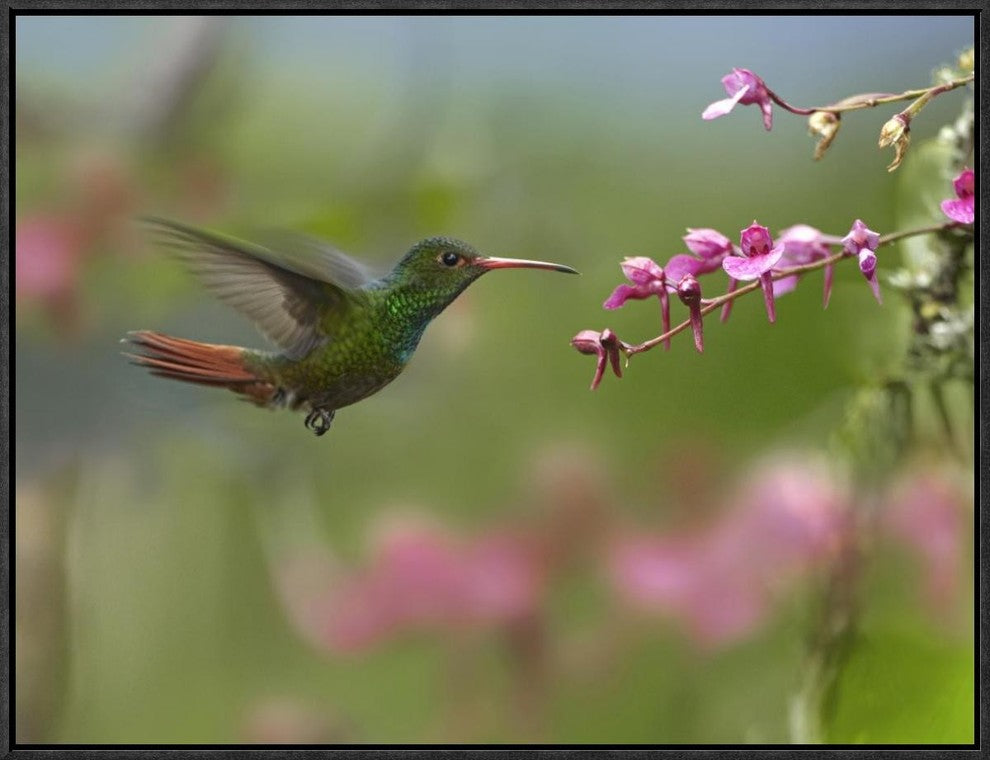 Rufous-Tailed Hummingbird Hovering Near Flower, Ecuador, 24"x18"