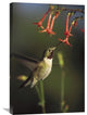 "Broad-Tailed Hummingbird Feeding On Scarlet Gilia Flowers, New Mexico" Artwork