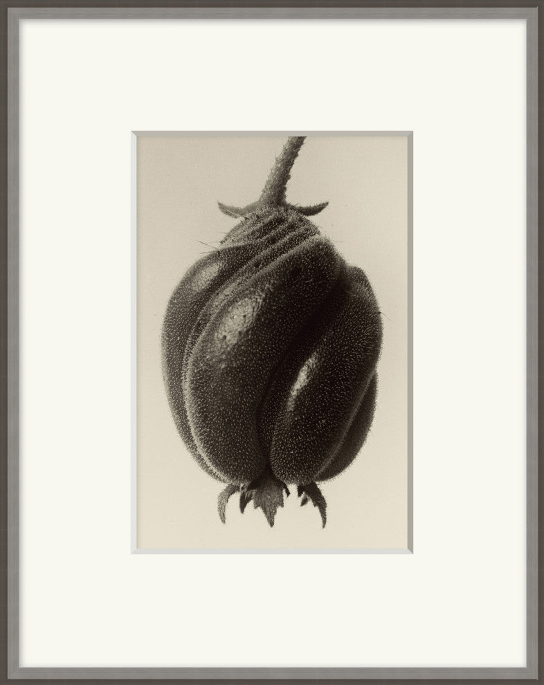 Forms Of Nature 10, Giclee Reproduction Artwork