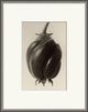 Forms Of Nature 10, Giclee Reproduction Artwork