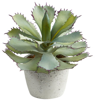 Full plant with pot on white background (clear primary product image).