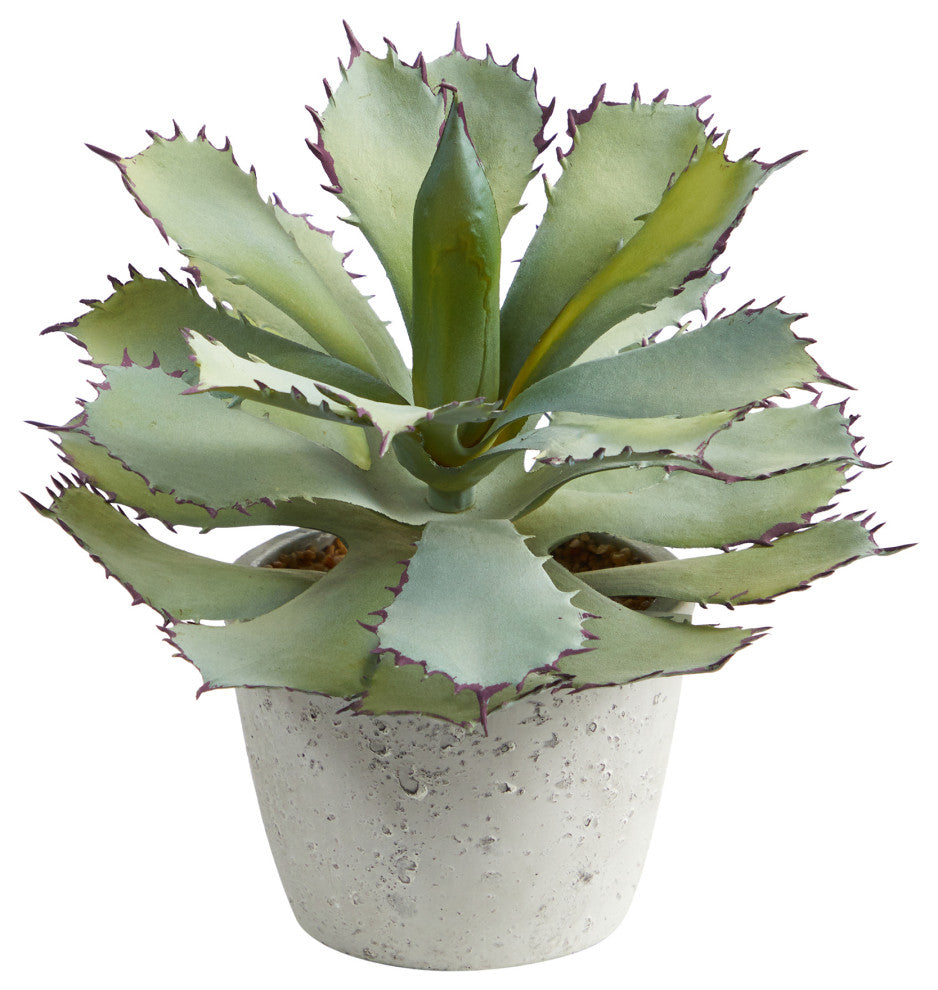 Full plant with pot on white background (clear primary product image).