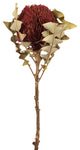 Vickerman 12" Natural Baxteri, Banksia Flower With Stem, Dried