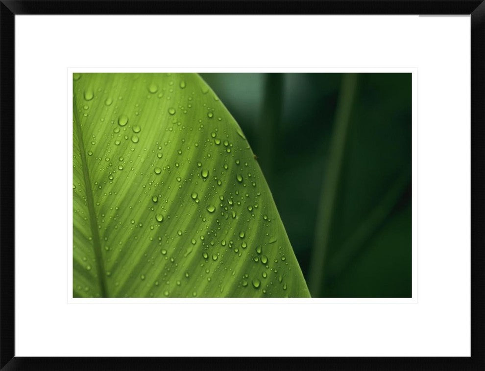 "Leaf with water drops, Barro Colorado Island, Panama" Framed Print, 26"x20"