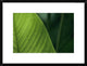 "Leaf with water drops, Barro Colorado Island, Panama" Framed Print, 26"x20"