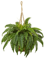 Boston Fern Hanging Basket