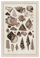 "Shells: Trachelipoda #3 (Sepia)" Digital Paper Print by G.B. Sowerby, 22"x32"