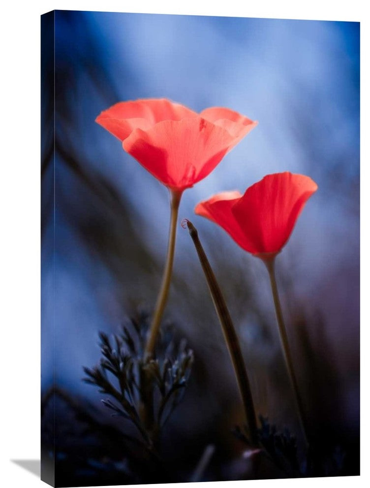 "Desire" Stretched Canvas Giclee by Fabien Bravin, 20x30"