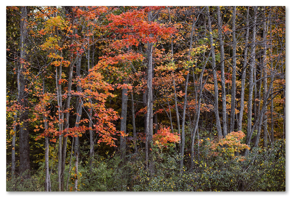 Jason Shaffer ''Autumn Tree Line'' Canvas Art, 19x12