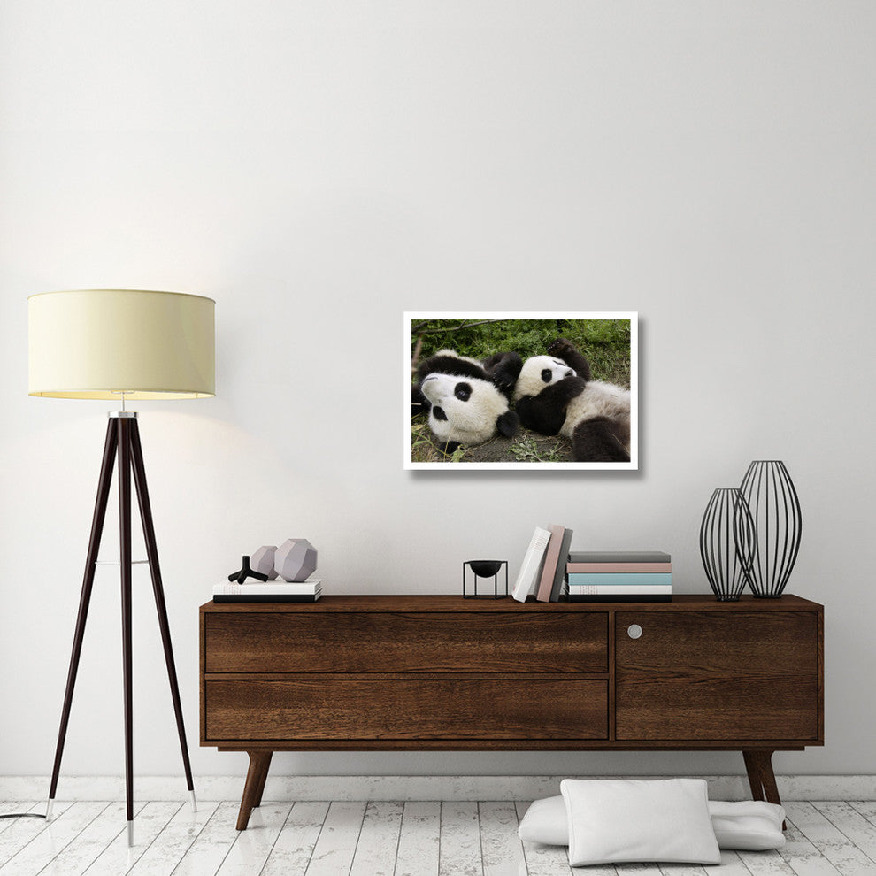 "Pair of young pandas playing, Wolong Nature Reserve, China" Paper Art, 32"x22"