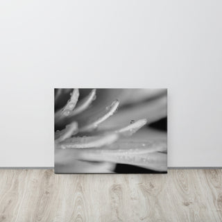 Droplets on Petals Floral Nature Photography Canvas Wall Art Print, 18" X 24"
