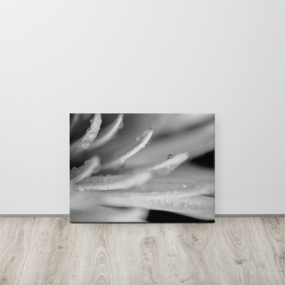 Droplets on Petals Floral Nature Photography Canvas Wall Art Print, 18" X 24"