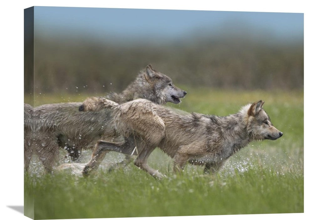 "Gray Wolf Pair Running Through Water, North America" Artwork, 24" x 18"