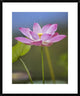 "Sacred Lotus flower, native to Asia" Framed Print by Tim Fitzharris, 26"x32"