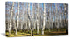 Sunny Autumn Birch Grove, Modern Forest Canvas Art, 32"x16"